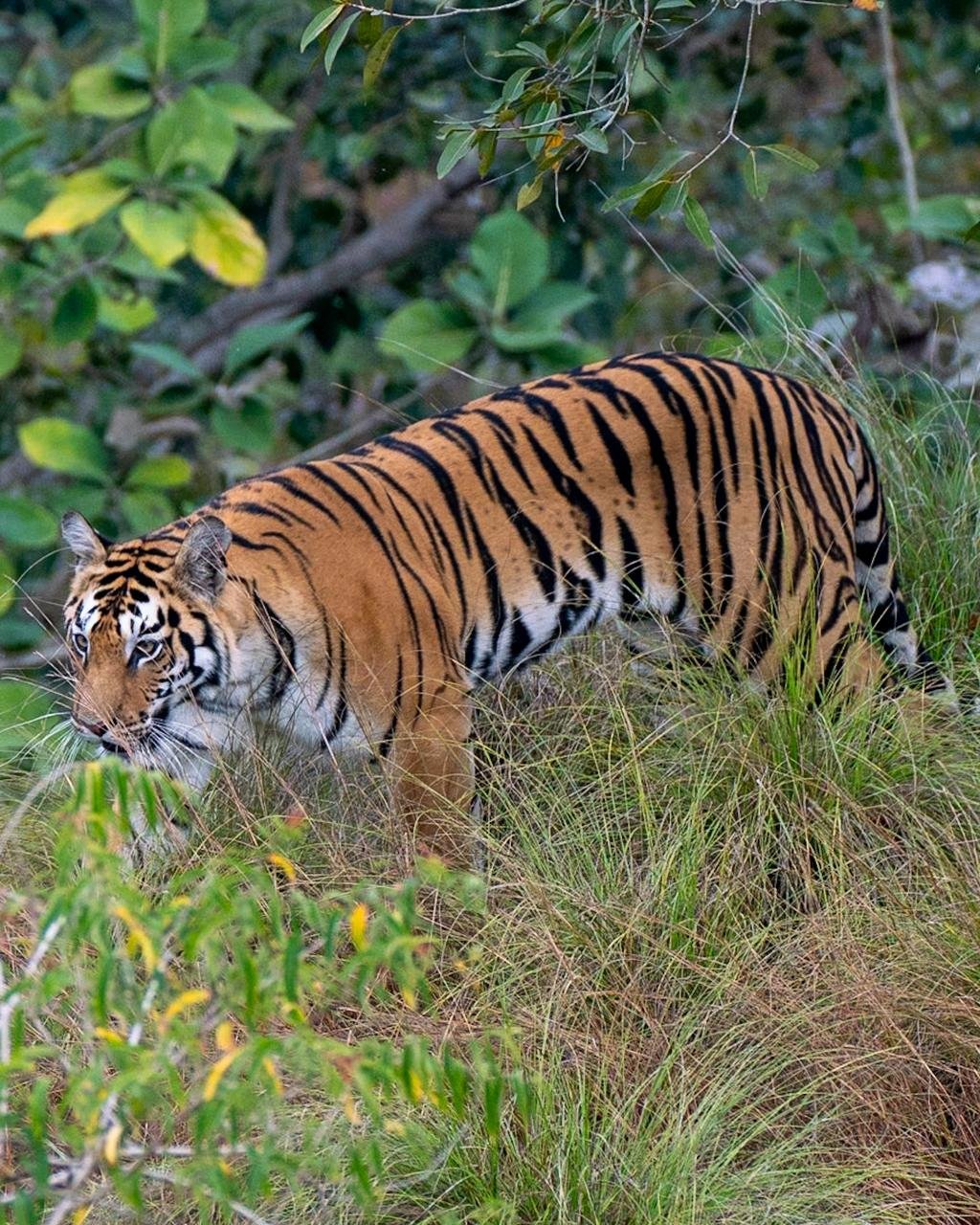 Pench