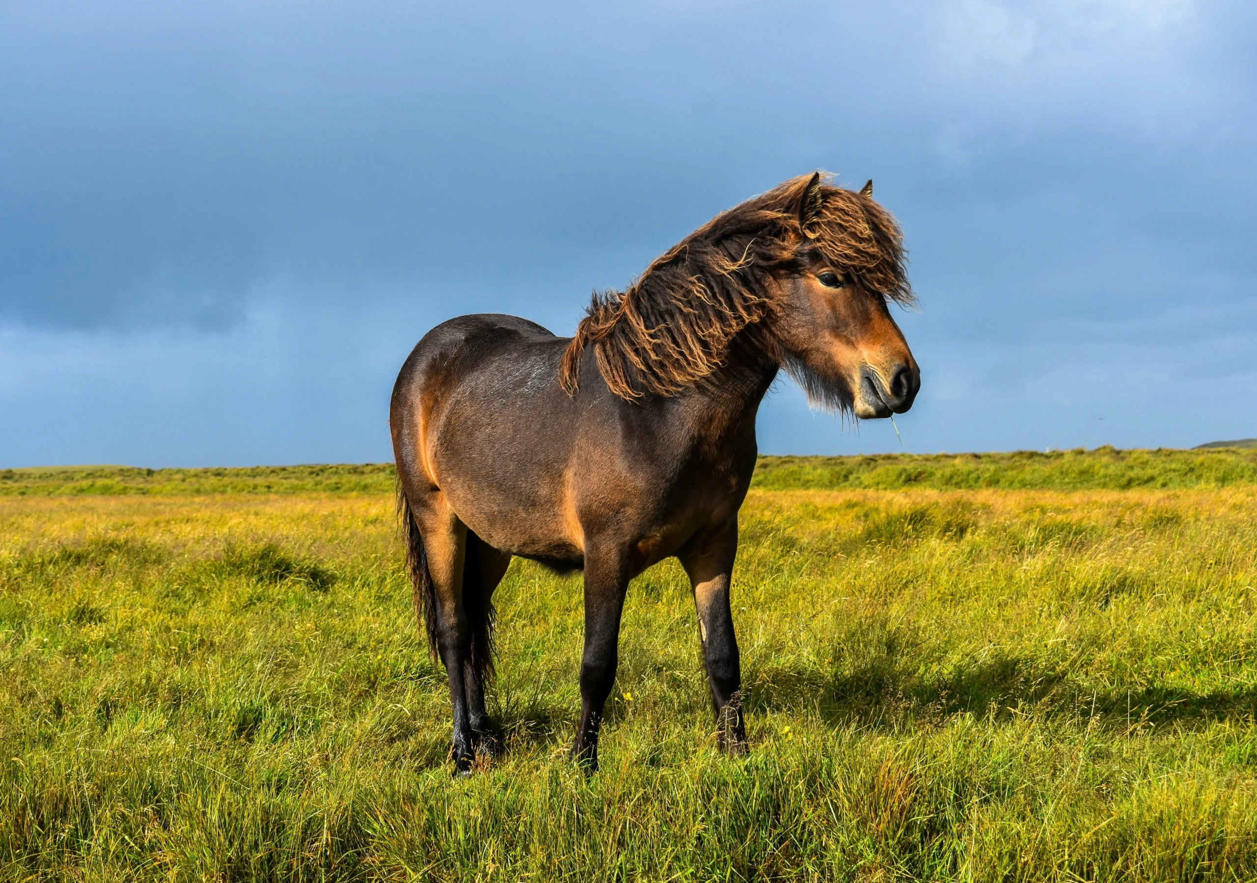 Luxury Iceland experience – private horse ride The other way